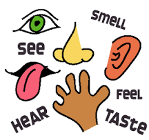 five senses picture words