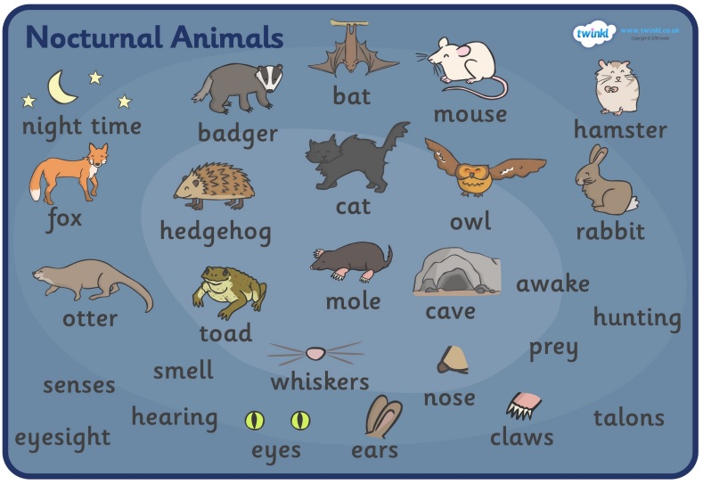 NOCTURNAL ANIMALS – ENGLISH IS COOL