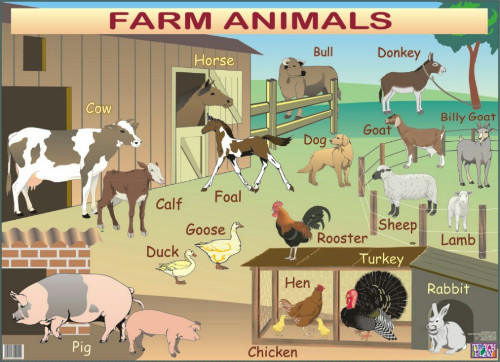 poster-farm-animals-38649