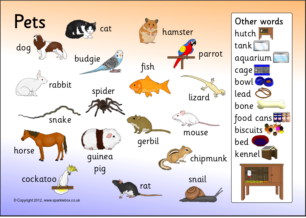 Переводчик pet. Домашние животные на английском для детей. Тема my Pet. Тема животные на английском. Pets на английском для детей.